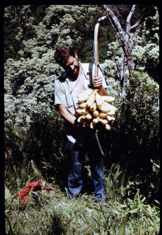 1971 Aug. Mel banana harvest